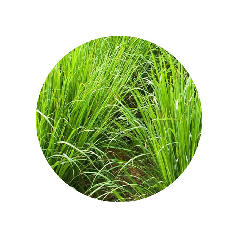 Óleo Essencial orgânico PALMAROSA - Cosmético Livre