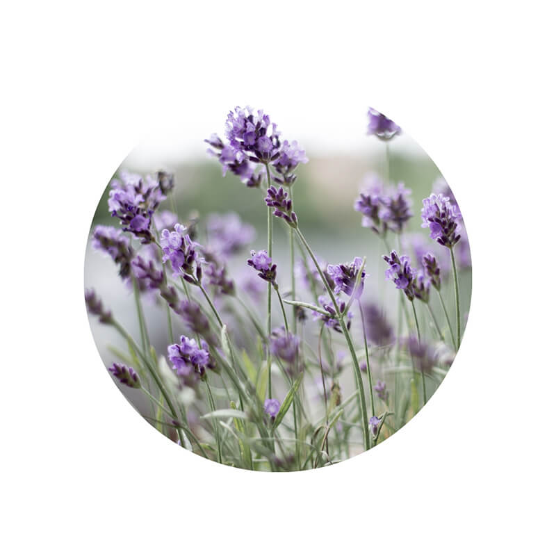 Óleo essencial orgânico de LAVANDA