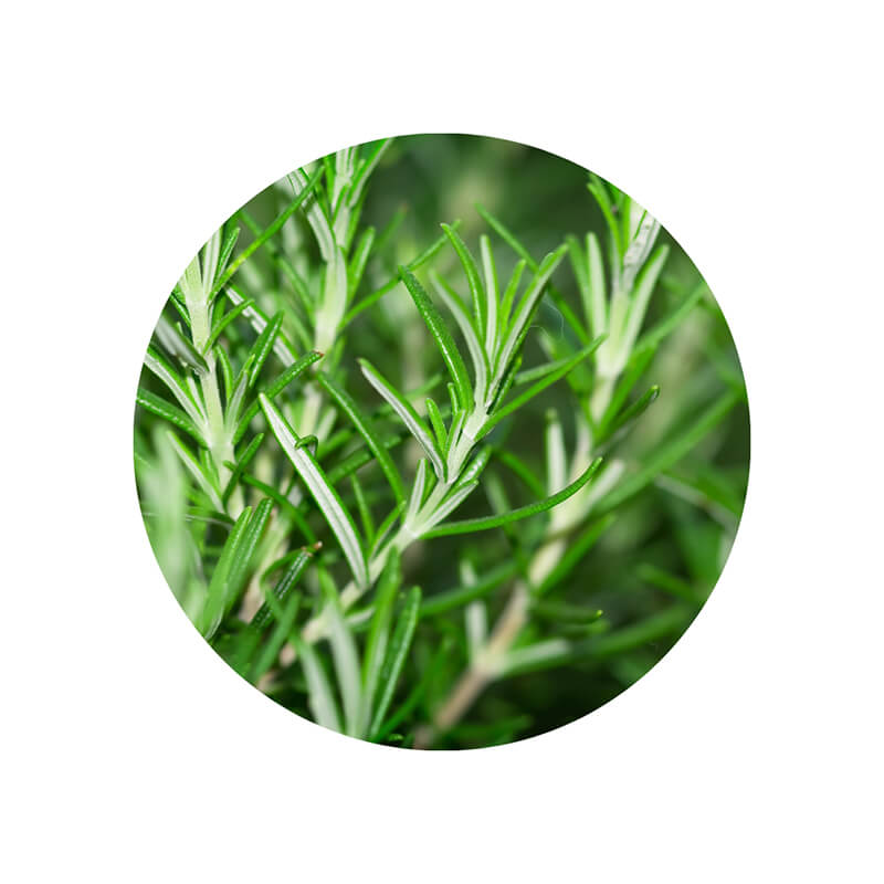 Óleo Essencial ALECRIM - Cosmético Livre