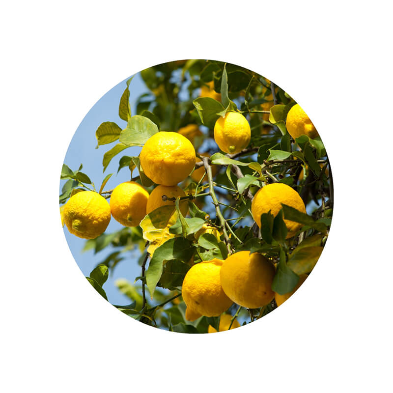 Óleo Essencial orgânico de LIMÃO SICILIANO - Cosmético Livre