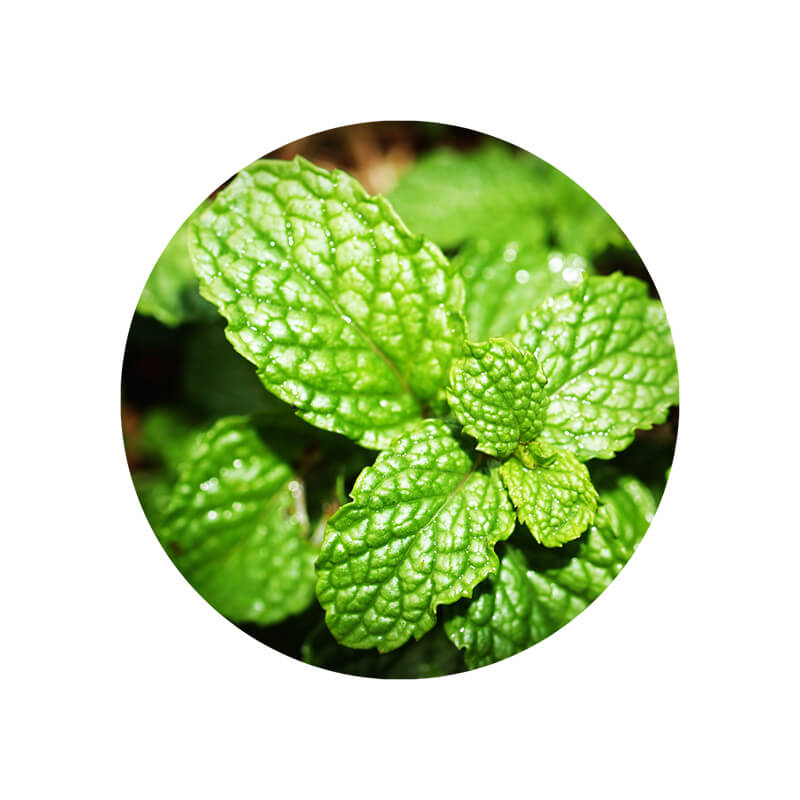 Óleo Essencial orgânico MENTA PIPERITA.