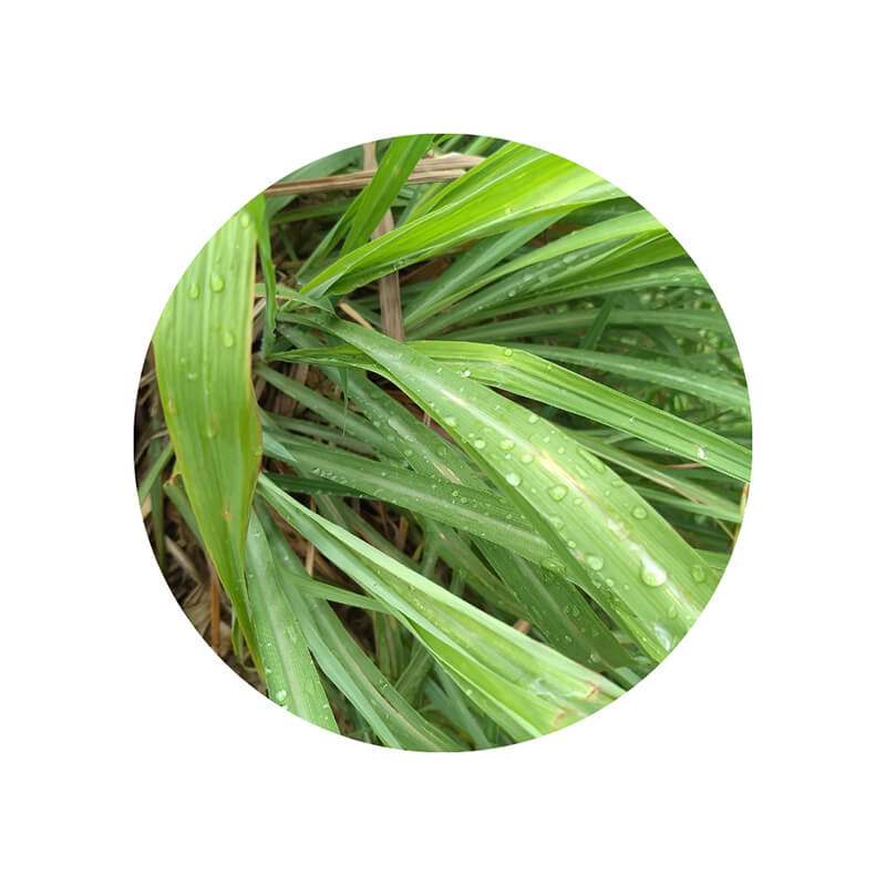 Óleo Essencial orgânico CITRONELA